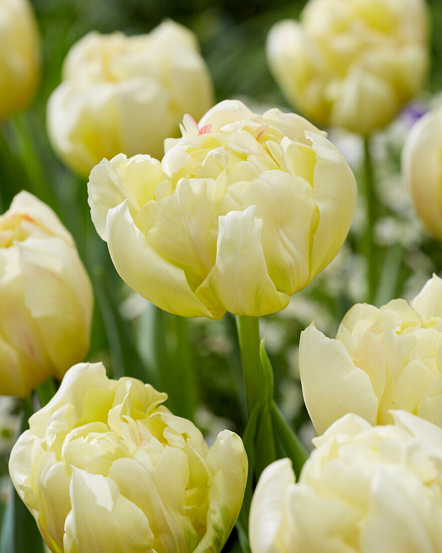 Тюльпан махровый ранний Айппон